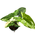 Syngonium Albo Var 